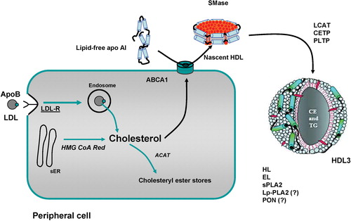 Figure 1 Schematic diagram of high‐density lipoprotein (HDL) biogenesis in man. Please refer to Table I for abbreviations. LDL = low‐density lipoproteins; LDL‐R = LDL receptor; ACAT = acyl‐coenzyme A:cholesterol acyl transferase; Smase = sphingomyelinase; sPLA2 = secretory phospholipase A2; Lp‐PLA2 = lipoprotein associated PLA2; PON = paraoxonases 1, 2, and 3. HMG CoA Red: hydroxymethylglutaryl coenzyme A reductase and sER: smooth endoplasmic reticulum.