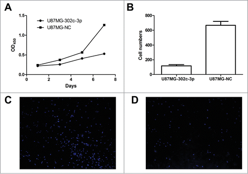 Figure 4. Overexpression of miR-302c-3p results in a dramatic inhibition of glioma cells proliferation and invasion in vitro. (A) CCK-8 assay was used to determine growth rate of U87MG-302c-3p and U87MG-NC cells. (B) Transwell assays were performed to determine invasion ability of U87MG-NC cells (C) and U87MG-302c-3p (D).
