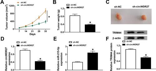 Figure 7 Silence of circWDR27 inhibits tumor growth in vivo. TPC-1 cells transfected with sh-NC or sh-circWDR27 were inoculated subcutaneously into nude mice to establish mice xenograft model (n=6/group). (A and B) Tumor volume and weight were determined. (C) Representative images of xenograft tumors were presented. (D and E) The expression levels of circWDR27 and miR-215-5p were detected by qRT-PCR in tumor tissues. (F) Western blot assay was carried out to measure the protein expression of TRIM44 in collected tumor tissues. *P<0.05.