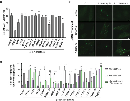 Figure 5. OSBPL7 and OSBPL11 are required for macroautophagy. (A) LC3B recruitment to Salmonella upon siRNA-mediated knockdown of OSBP, VAP, and OSBPL family members. Efficacy of siRNA-mediated knockdown was measured by RT-qPCR and depicted in Figure S4. The percentage of LC3B+ bacteria were counted in each siRNA treatment. Data represent three independent replicates. For quantification, bars represent the S.E.M. for three independent replicates and asterisks denote the following: p < 0.05 (*), p < 0.01 (**), p < 0.001 (***), p < 0.0001 (****). All 0 h treatments are not significant compared to the control siRNA-treated samples, unless otherwise indicated in the graph. (B) Cells treated with the indicated siRNA for 48 h were treated with puromycin to induce protein aggregate formation. After 4 h, the media was replaced with fresh media lacking puromycin to allow for protein aggregate clearance to begin. The clearance process proceeded for 8 h before the cells were fixed and stained for ubiquitin to identify protein aggregates. Representative images from the aggrephagy assay are shown. HeLa cells were stained for ubiquitin (green) to mark protein aggregates. Scale bar: 5 µm. (C) Aggrephagy assay results. The number of cells with over 4 ubiquitin-positive puncta were counted at 0, 4, and 12 h for three independent replicates. For quantification, bars represent the S.E.M. for three independent replicates and asterisks denote the following: p < 0.05 (*), p < 0.01 (**), p < 0.001 (***), p < 0.0001 (****). All 0 h treatments are not significant compared to the control siRNA-treated samples, unless otherwise indicated in the graph.