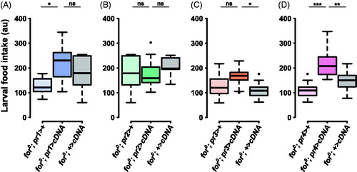 Figure 5. forp4-Gal4 rescues null larval food intake. (A) The pr1 experimental (for0/for0; {forpr1-Gal4}/{UAS-forcDNA}) was not significantly different from the UAS control (for0/for0; +/{UAS-forcDNA}, p = .85). (B) The pr2 experimental (for0/for0; {forpr2-Gal4}/{UAS-forcDNA}) was not significantly different from the Gal4 control (for0/for0; {forpr2-Gal4}/+, p = .87) or the UAS control (for0/for0; +/{UAS-forcDNA}, p = .86). (C) The pr3 experimental (for0/for0; {forpr3-Gal4}/{UAS-forcDNA}) was not significantly different from the Gal4 control (for0/for0; {forpr3-Gal4}/+, p = .18). (D) The pr4 experimental (for0/for0; {forpr4-Gal4}/{UAS-forcDNA}) was significantly different from the Gal4 control (for0/for0; {forpr4-Gal4}/+, p = .00005) and the UAS control (for0/for0; +/{UAS-forcDNA}, p = .006). Sample size: n = 10 extracts (of 10 pooled larvae) per genotype per plot. The boxplots show the mean with the whiskers displaying 1.5 times the interquartile range. For a rescue to be considered significant the UAS/Gal4 treatment had to be significantly different than both of the UAS and the Gal4 controls.