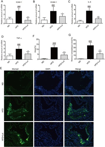 Figure 3 Luteolin administration inhibited inflammation in atherosclerotic aortas.