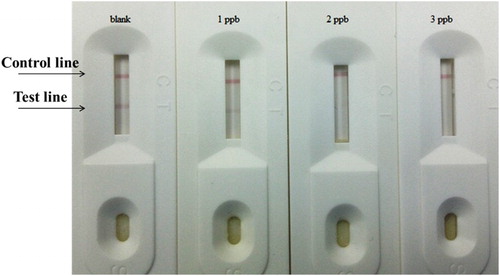 Figure 6. By optimized the gold nanoparticle, coating and labeled antibody, the cut off value of immunochromatographic strip in urine was at 2 ng/ml for RCT antibody 1B4.