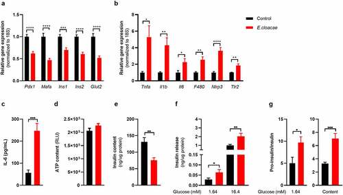 Figure 2. Enterobacter cloacae induces beta-cell inflammation and dysfunction.