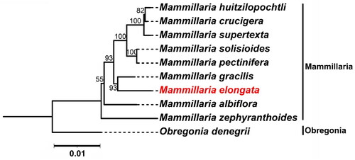 Figure 3. Maximum Likelihood (ML) phylogenetic tree Illustrating the relationship between M. elongata and eight other species within the Mammillaria genus based on chloroplast genome sequences. Obregonia species are utilized as outgroup references. M. elongata (MW553058.1) is distinctively marked in red. The sequences incorporated in the tree are as follows: M. huitzilopochtli (MN517612.1) (Solórzano et al., Citation2019), M. supertexta (MN508963.1) (Solórzano et al., Citation2019), M. solisioides (MN518341.1) (Solórzano et al., Citation2019), M. pectinifera (MN519716.1) (Solórzano et al., Citation2019), M. gracilis (MW553059.1) (Yu et al., Citation2023), M. albiflora (MN517610.1) (Solórzano et al., Citation2019), M. zephyranthoides (MN517611.1) (Solórzano et al., Citation2019), and O. denegrii (MW553062.1) (Yu et al., Citation2023). the scale bar represents a genetic distance of 0.1 substitutions per site.