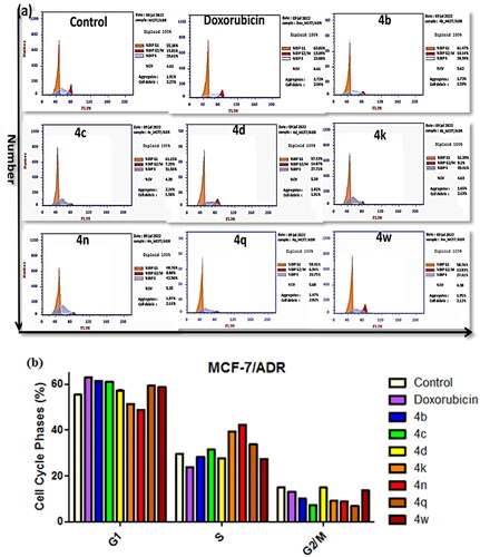 Figure 5. Effects of compounds 4 b–d, 4k, 4n, 4q, and 4w on the cell cycle phases of MCF-7/ADR cells. (a) Representative histograms of the DNA content distribution of cells were incubated with IC50 values for 24 h and stained with propidium iodide (PI). Their DNA content was analysed by the fluorescence flow cytometry. (b) The percentage of MCF-7/ADR cells in the G1, S, and G2/M phases after incubation with tested compounds (IC50 value) for 24 h. The data are expressed as the mean ± SD of three independent experiments in triplicate.