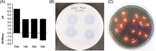 Figure 1.  Analysis of physiological properties of Pseudomonas sp. DSMZ 13134: Note: Assays for pH drop and destaining of bromophenol (A), solubilization of insoluble phosphates (B), and siderophore production (C) were conducted as described by Mehta and Nautiyal (Citation2001) and Schwyn and Neilands (Citation1987).