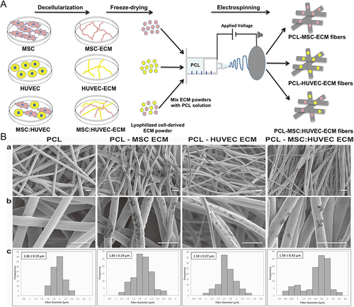 Figure 10 (A) Schematic of the fabrication of cell-derived ECM microfibrous scaffolds. (B) SEM observations at lower magnification (a) and at a higher magnification (b), and fiber diameter distributions (c) of ECM PCL electrospun scaffolds from different cell sources. Scale bar 5 μm.