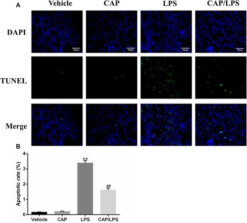 Figure 6 Capsaicin (CAP) pretreatment inhibits lipopolysaccharide (LPS)-induced apoptosis. (A) Mouse pulmonary cell apoptosis was analyzed by TUNEL staining (original magnification, ×200). (B) Quantitative data are presented as the ratio of TUNEL-positive cells detected within the examined area. Data are presented as mean ± SD (n = 6–8 for each group). **p < 0.01 versus the vehicle group; ##p < 0.01 versus the LPS group. Three independent experiments were performed.