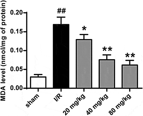 Figure 7. GJ decreases lipid peroxidation in I/R rats. MCAO/R rats were constructed and treated with GJ at indicated doses (n = 6). MDA levels were analyzed in rats. * P < 0.05, ** P < 0.01, ## P < 0.01. Data are presented as mean ± SD.