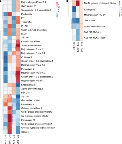 Figure 4 . Differential expression profile of pathogenesis related (PR) genes in Theobroma grandiflorum–Moniliophthora perniciosa interaction. A) Heatmap of variation in PRs expression in intra-genotype analysis. The color scale presents unit variance, with down- and upregulated genes under different conditions indicated in blue and red, respectively. B) Heatmap of variation in PRs expression in inter-genotypes analysis. Genes with higher expression levels in SG are indicated in blue, while those with higher expression levels in RG are indicated in red. R = resistant, S = susceptible, RT and ST = non-inoculated controls, R24 and S24 = 24 HAI, R48 and S48 = 48 HAI.