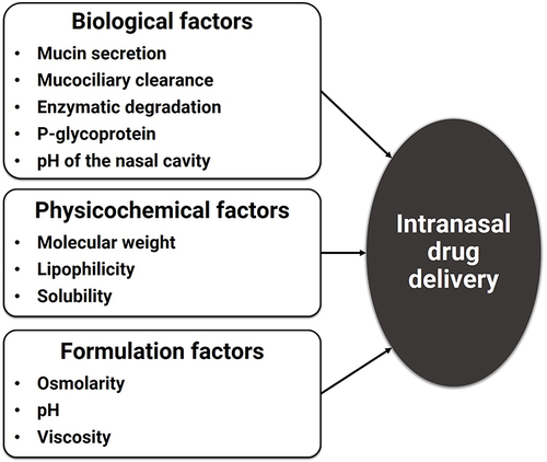 Figure 2 Representative factors influencing intranasal drug delivery. Those factors can be classified depending on the biological environment of the nasal cavity, physicochemical properties of drugs, and characteristics of final formulation or pharmaceutical dosage forms.