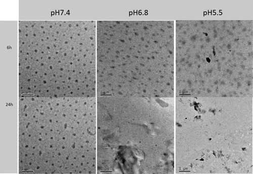 Figure 3 TEM images of the nanogel in PBS buffer at different pH values. Scale bar: 1 µm.