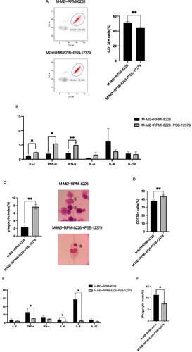 Figure 5 Inhibiting CD73 enhances the anti-tumor immunity of patient monocytes. Monocytes isolated from patients with MM were co-cultured with myeloma cells with or without 10 μg/mL PSB-12379. (A) Flow cytometry showing the residual CD138+ cells In the patient monocytes culture of the groups treated with or without PSB-12379. Monocytes treated with PSB-12379 (bottom) significantly increased the killing activity of CD138+ cells compared to the untreated cells (top). (B) Levels of IL-2, TNF-α, IFN-γ, IL-4, IL-6, and IL-10 in monocytes treated with or without PSB-12379. (C) Monocytes treated with PSB-12379 showing significantly higher monocyte phagocytosis in myeloma cells than in untreated monocytes. Almost no monocyte phagocytosis was observed when MM PB monocytes were co-cultured with myeloma cells (top), while significantly higher monocyte phagocytosis was observed when MM PB monocytes treated with PSB-12379 were co-cultured with myeloma cells (bottom). ① Monocytes; ② myeloma cells; ③ monocyte phagocytosis of myeloma cells. (D) The PB monocytes from healthy control samples had a significantly reduced residual of CD138+ cells compared with those treated with PSB-12379 from patients with MM. (E) The PB monocytes from healthy control samples had significantly higher TNF-α, IL-4, and IL-6 levels than those that were treated with PSB-12379 from patients with MM. (F) PB monocytes from healthy controls showing higher phagocytosis of CD138+ cells than those treated with PSB-12379 from patients with MM; *P < 0.05; **P < 0.01.