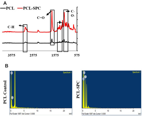 Figure 2 FTIR and EDS analyses of nanofibrous wound dressings. (A) FTIR analysis of PCL-SPC and PCL-Control samples. The vibrations at 1,724 cm−1 and 1,471–1,418 cm−1 represent C=O and –CH2 stretches, respectively, arrows indicate various functional groups. (B) EDS analysis of PCL-SPC and PCL Control samples. PCL-Control spectrum showed peaks characteristic for the existence of carbon and oxygen elements only, confirming purity of the samples. The presence of sodium was confirmed by enhanced intensity of carbon and oxygen representative peaks.