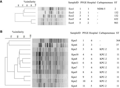 Figure 2 Transcriptional levels of phoP, phoQ, pmrK, pmrA, pmrB, and pmrC in polymyxin-resistant K. pneumoniae.