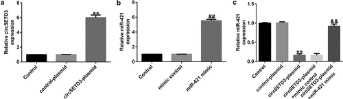 Figure 2. CircSETD3-plasmid regulates miR-421 expression in CCA cells.