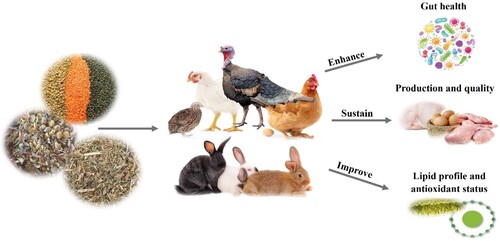 Figure 1. Main effects of dietary lentil and its by-products in poultry and rabbit.