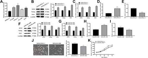 Figure 1 Profiles of HOTAIR and miR-34a expression in CSCs of PDAC.