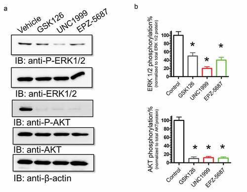 Figure 9. GSK126, EPZ-5687, and UNC1999 attenuated cell proliferation signals in THP-1 cells. Western blot analysis of cell proliferation protein signals, FLT-3, ERK 1/2, and Akt proteins. Phosphorylation levels were detected in THP-I cells treated with 1 µM of GSK126, UNC1999, and EPZ-5687. Phosphorylation signals were normalized to total protein levels. Bands were detected by scanning densitometry and normalized to total β-actin (loading control). N = 3 independent experiments