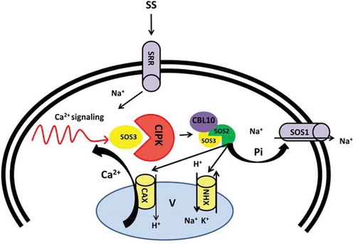 Figure 2. Schema model of SOS pathway regulated by Ca2+ under saline shock. Ca2+ signaling triggered by salt stress activate SOS3 causes interaction with SOS2. SOS3/SOS2 complex activates SOS1 by direct phosphorylation driven by SOS2 and result in Na+ efflux. Alternatively, SOS2 regulates vacuolar channels (CAX and NHX) and balance Na+ vacuolar sequestration. CAX: Vacuolar H+/Ca2+ antiporter, CBL: Calcineurin B-like protein, CIPK: CBL-interacting protein kinase, NHX: Vacuolar located Na+/H+ antiporters, SOS: Salt overly sensitive, SS: Salt stress. SRR: Sal responsive receptors.