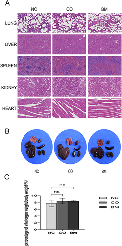 Figure 6 Detection of BM biotoxicity. (A) H&E staining lung, liver, spleen, kidney, and heart on the 14th day; (B) Color, shape, and texture presentation of vital organs on the 14th day; (C) Analysis of vital organs proportion compared to total weight at the 14th day. (P < 0.05 was considered as statistically significant, and *p < 0.05, **p < 0.01, ***p < 0.001, **** = p < 0.0001 in the histogram indicated that there was no statistical difference with ns or without *).