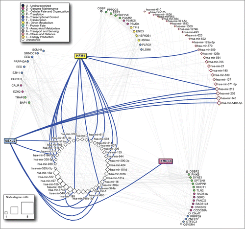 Figure 4. microRNAs targeting the predictor genes PPI network. White squares: microRNAs shared by the 3 genes; pink squares: signature microRNAs described in the literature. The size of the microRNA node corresponds to number of target genes it has. Thick blue lines highlight direct links between predictor genes and corresponding microRNAs.
