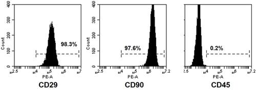 Figure 1 Flow cytometry results for MSCs. The MSCs were identified to be positive for CD29 (98.3%) and CD90 (97.6%), negative for CD45 (0.2%).