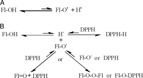 Figure 7. The equilibrium homolytic dissociation of flavonoids (A) and their equilibrium reactions with free radicals such as DPPH (B).