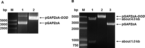 Figure 2. Identification of the recombinant plasmid pGAPZαA-GOD by agarose gel electrophoresis and its restriction digestion. Identification (A) of the recombinant plasmid pGAPZαA-GOD: lane M, DNA Marker DL5 000 (Takara Biotechnology Co., Ltd., Dalian, China); lane 1, pGAPZαA; lane 2, pGAPZαA-GOD. Restriction digestion (B) of the recombinant plasmid pGAPZαA-GOD with EcoR I: lane M, DNA Marker DL5 000; lane 1, digestion products of the plasmid pGAPZαA-GOD by EcoR I; lane 2, pGAPZαA-GOD plasmid; lane 3, pGAPZαA plasmid.