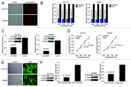 Figure 2. Transfection efficiency and expression level of CCNB1 inhibition both under transient and steady-state conditions. Inhibition of CCNB1 suppresses the proliferation of colon cancer cells, HCT116 and SW480. (A) HCT116 and SW480 cells were transfected with cyc3-labled siRNA negative control at 24 h after plating, and then viewed at 24 h posttransfection by light microscopy (control) and fluorescence microscopy (cyc3-labled). (B and C) HCT116 and SW480 cells were transfected with CCNB1 siRNA or siRNA negative control (50 nM), and then the relative expression of CCNB1 mRNA was determered by qPCR at 24, 48, 72, and 96 h posttransfection. The relative expression of CCNB1 protein was determered at 72 h posttransfection. Data were presented as mean ± SD (n = 3). (D) At 24, 48, 72, and 96 h after transfection, cell proliferation was determined by the MTT assay. Data were presented as mean ± SD from three independent experiments. (E and F) Infection efficiency of HCT116 and SW480 cells stably expressing shRNA for CCNB1 by lentiviral transduction were viewed by a green fluorescent protein gene, GFP, and further determined by western blot. Data shown were representative of three individual western blot analyses.