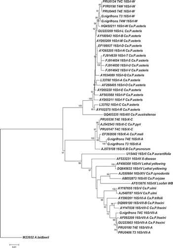 Fig. 6. Phylogenetic tree showing relationships between 16SrI-W, 16SrVII-A and 16SrX-A/16SrX-C phytoplasmas identified in Prunus, Pyrus and G. nigrifrons compared to reference phytoplasmas from Genebank. ‘Ca. P’: ‘Candidatus Phytoplasma’. WB: Witches' Broom. GenBank Accession No.: PRU0134, PYR0190, PRU0445 (JN563606); G. nigrifrons T3 and T4W 16SrI-W (JN563607); PRU0180, PRU0406, G. nigrifrons T4C 16SrVII-A (JN563608); PRU0147, PRU0336 (JN563609); G. nigrifrons T4E and T3 16SrX-A (JN563610).