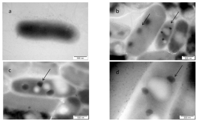 Figure 6 TEM image of Salmonella Enteritidis and platinum (Pt) nanoparticles, after washing and centrifugation to remove nanoparticles unattached to bacteria: a) control; b, c, and d) Salmonella Enteritidis with nano-Pt. Arrows point to nano-Pt complexes.