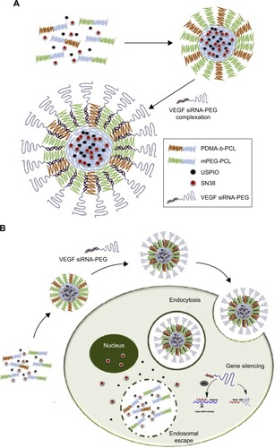 Figure 9 (A) Design of multifunctional SN38/USPIO-loaded siRNA-PEG micelle complexes. (B) Synthesis process and intracellular therapeutic mechanism of multifunctional SN38/USPIO-loaded siRNA-PEG micelle complexes.Note: Reprinted from Biomaterials, 86, Lee SY, Yang CY, Peng CL, et al, A theranostic micelleplex Co-delivering Sn-38 and VEGF siRNA for colorectal cancer therapy, 92–105.Citation62 Copyright 2016, with permission from Elsevier.Abbreviations: PDMA, poly(2-[dimethylamino]ethyl methacrylate); PCL, polycaprolactone; SN38, 7-ethyl-10-hydroxycamptonthecin; USPIO, ultrasmall superparamagnetic iron oxide; PEG, polyethylene glycol.