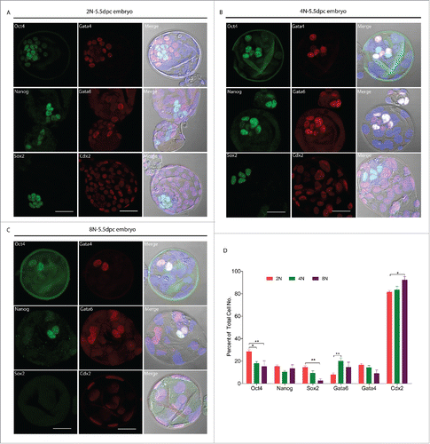 Figure 2. Cell lineage specification markers protein localization in mouse 2N, 4N and 8N blastocysts (E5.5). Immunofluorescent detection of Oct4, Nanog, Sox2, Gata4, Gata6 and Cdx2 in 2N, 4N and 8N embryos at the blastocyst Stage (E5.5) cultured in vitro. (A) Immunostaining for cell lineage specification markers in the 2N blastocyst. (B) The localization pattern of cell lineage specification markers in 4N blastocyst was similar to 2N. (C) In 8N blastocyst, Oct4 and Gata4 colocalized in nuclei and had very few Sox2 positive cells. Gray- DIC; Green- Oct4, Nanog, Sox2; Red- Gata4, Gata6, Cdx2; Blue- DAPI (4,6-diamidino-2-phenylindole) Scale bar, 40 μm. (D) Percent of different embryonic layer markers at total cell number after immunostaining in 2N, 4N and 8N blastocyst. For analysis of cell linage specification, a total of 30 embryos were analyzed in each group and performed at least 3 times each group. *Significantly different (p< 0.05); **significantly different (p < 0.01); ***significantly different (p < 0.001).