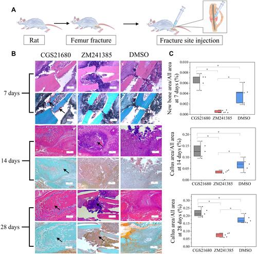 Figure 1 The role of ADA2AR on bone healing. (A) A schematic diagram. 45 rats were divided into 3 groups and were received fracture site injection after modeling. (B) HE staining and Goldner trichrome staining of the fracture site. CGS21680 promoted the new bone formation at 7 days (red region, arrows) and callus formation at 14, 28 days (arrows), while ZM241385 inhibited bone formation and caused serious inflammatory reaction at 14, 28 days (arrows). Images, ×25; original scale bar, 500 μm. (C) half-box graphs showed the difference between groups, *p<0.05. n=5 at each timepoint.