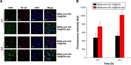 Figure 3 (A) CLSM images of SW480 cells after incubation with MSNs-FAM-anti-miR-155@PDA and MSNs-FAM-anti-miR-155@PDA-Apt for 6 and 12 hours (green, FAM; red, NF-κB; blue, DAPI), scale bar =10 μm. (B) Flow cytometry analysis of the cell uptake of MSNs-FAM-anti-miR-155@PDA and MSNs-FAM-anti-miR-155@PDA-Apt in SW480 cells after incubation for 6 and 12 hours. Values are expressed as mean ± SEM (*P<0.05).Abbreviations: MSNs, mesoporous silica nanoparticles; PDA, polymerized dopamine; Apt, aptamer; FAM, fluorescein amidite; NF-κB, nuclear factor kappa B; DAPI, 4′,6-diamidino-2-phenylindole; SEM, standard error of mean; CLSM, confocal laser scanning microscopy; miR-155, MicroRNA-155.