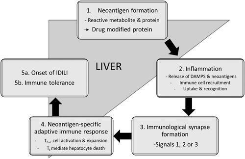 Figure 14. Proposed mechanism of idiosyncratic drug-induced liver injury (IDILI).