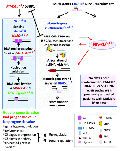 Figure 4. Double-strand DNA repair pathways in multiple myeloma. Genes coding for homologous recombination or non-homologous end joining pathways, whose promoter methylation (digit 1), polymorphism (digit 2), expression (digit 3), pathway activity (digit 4) are modified in multiple myeloma cells, are indicated. They are highlighted in red if the change is associated with a bad prognosis, in green with a good one, and blue in case of no prognostic value. The upwards or downwards arrows indicate an increased or decreased gene or protein expression or pathway activity. The existence of a truncated variant is indicated by digit 5.