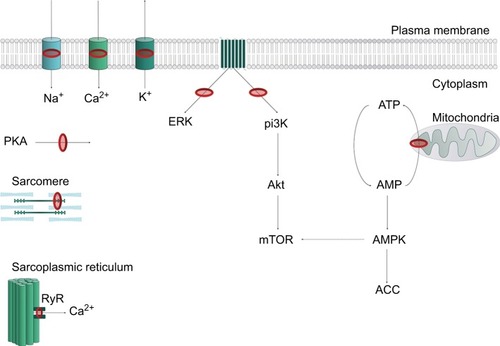 Figure 2 Representation of key LA cellular targets contributing to local anesthetic systemic toxicity.