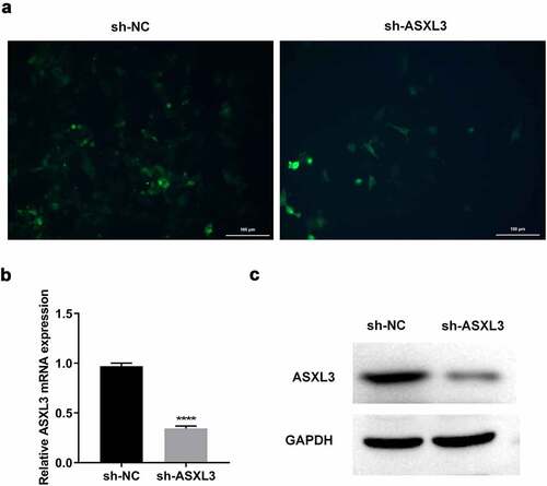 Figure 2. ASXL transcriptional regulator 3 (ASXL3) was steadily knocked down in P19 cells. P19 cells were stably infected with sh-ASXL3. (a) Fluorescence of the infected P19 cells was observed using a fluorescence microscope. ASXL3 expression was monitored via reverse transcription-quantitative polymerase chain reaction (b) and western blotting (c). ***p < 0.001 and ****p < 0.0001.