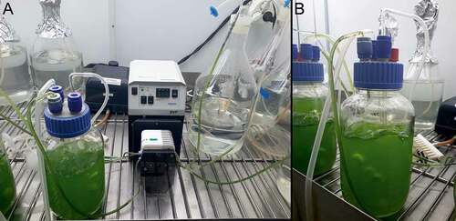 Figure 2a-b. Chlorella vulgaris cultures performed in turbidostats