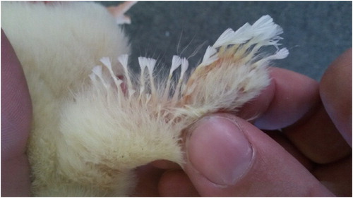 Figure 2. Six-day-old growth retarded broiler chicken with feather disorder at the wing. Photo: Tommy van Limbergen.