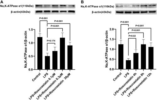 Figure 6 Effect of LPS on Na, K-ATPase α1 expression on primary ATII cells was ameliorated by rosuvastatin with dose and time dependency. Primary ATII cells was cultured with LPS (1 µg/mL) in the presence or absence of different concentration of rosuvastatin (0.1, 0.3, 3µM) for 12h, then the Na,K‐ATPase α1 expression was measured by Western blot (A). Next, Primary ATII cells were cultured with LPS (1 µg/mL) in the presence or absence of 0.3 µM rosuvastatin for 4h,8h and 12h to measure the Na,K‐ATPase α1 protein level (B). The data are presented as the mean ± SD, n = 6.