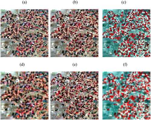Figure 2. False-color composite images of a heterogeneous landscape: the Landsat images acquired on (a) 25 November 2001, 3 December 2001 and (c) 12 January 2002; (d), (c) and (d) are 450 m MODIS-like images aggregated from (a), (b) and (c).