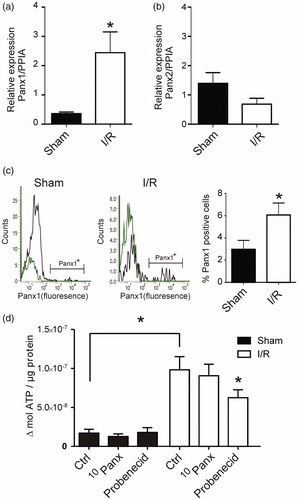 Figure 1. Myocardial Panx mRNA changes and ATP release. (a) Relative expression of Panx1 to PPIA (peptidylprolyl isomerase A) was increased in I/R rats compared to sham (n = 3). (b) Relative expression of Panx2 to PPIA was unaltered following I/R compared to sham (n = 3). (c) Representative histograms demonstrating Panx1-positive events of viable cells suspension (n = 5). The green line indicates the IgG for Panx1. The bar graph summarizes the Panx1 data. (d) Extracellular ATP release corrected for sample protein in the sham (n = 5) and I/R (n = 6). The increase in ATP release was significantly different between sham and I/R and inhibited by probenecid. *: p < .05, unpaired, two-tailed Student’s T-test.