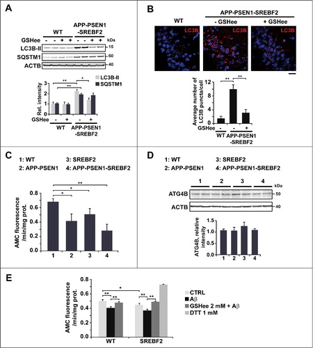 Figure 5. Mitochondrial GSH depletion in APP-PSEN1-SREBF2 mice stimulates autophagosome formation via enhancing the inhibitory effect of Aβ on ATG4B. WT and APP-PSEN1-SREBF2 mice (7-mo-old) were treated with GSHee at 1.25 mmol/kg/d every 12 h for 2 wk. Lysates from ML fractions (for LC3 analysis) or brain homogenates were subjected to western blot analysis. (A) Representative immunoblots showing levels of lipidated LC3B (LC3B-II) and SQSTM1. (B) Representative photomicrographs of hippocampal sections labeled with anti-LC3B and counterstained with DRAQ5 (blue). Scale bar: 50 μm. Graph depicts quantification of the average number of LC3B puncta per cell measured using ImageJ software (80 to 90 cells analyzed per genotype and experimental condition from a pool of at least 4 images). (C) ATG4B activity of brain homogenates from 7-mo-old WT and mutant mice. Lysates were incubated with recombinant HA-GABARAPL2 AMC at 37ºC for 45 min and ATG4B activity was assessed by means of AMC fluorescence. (D) Western blot analysis of ATG4B expression in brain homogenates from 7-mo-old WT and mutant mice. (E) ATG4B activity of neuronal-enriched cultures incubated with 5 μM Aβ for 24 h with or without 30 min preincubation with 2 mM GSHee. Cell lysates were incubated with HA-GABARAPL2 AMC as in C and AMC fluorescence was analyzed. DTT (1 mM) was added to the reaction buffer to assess ATG4B maximum activity. In western blot analyses densitometric values of the bands representing the specific protein immunoreactivity were normalized with the values of the corresponding ACTB bands and expressed as relative intensity values. *P< 0.05 and **P< 0.01; n=3. See Figure S17 for uncropped blots.