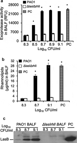 Figure 5. Remodeling of virulence expression in exponential phase P. aeruginosa by mouse BALF is dependent on LasR-LasI and RhlR-RhlI QS circuits. P. aeruginosa PAO1 bacteria were grown to early exponential phase (OD 600 nm 0.6), washed, diluted to indicated concentrations, and cultured in mouse BALF as described in Figure 3. (a) Exoprotease activity of PAO1 and ∆lasI∆rhlI mutant were compared in mouse BALF. (b) The concentration of rhamnolipids released by PAO1 or ∆lasI∆rhlI growing in mouse BALF. Experiments were performed independently three times in triplicate. Mean ± SE from a typical experiment are presented. *p < 0.05 (a–b) when compared PC and PAO1 samples against ∆lasI∆rhlI by using the one-way ANOVA analysis, as well as when compared PC or PAO1 against individual ∆lasI∆rhlI samples by using the Tukey’s test. (c) LasB expressed by PAO1 or ∆lasI∆rhlI in mouse BALF was analyzed by western blot using anti-LasB antibody. PC was positive control from PAO1 grown in LB to late stationary phase (OD 600 nm 2.85). Western blotting was performed twice with similar results. LasB expression level was normalized against bacterial numbers and quantified by densitometry and presented in the Fig. S2.