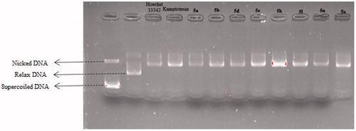 Figure 12. Topo I activity of compounds 5a, 5 b, 5d, 5e, 5k, 5 l, 5n, 5o, Hoechst 33342 and camptothecin.