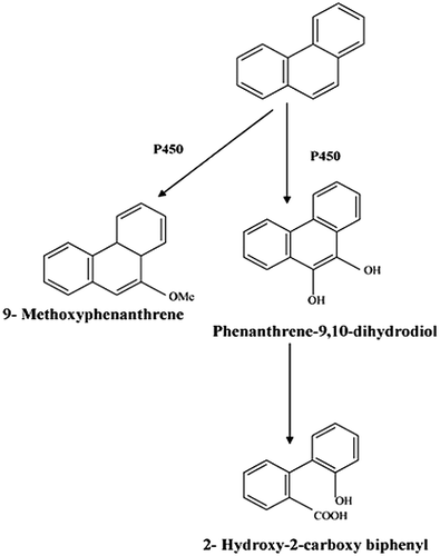 Figure 4. Fungal degradation pathway of Phenanthrene using Irpex lacteus(Cajthaml, Mode et al., Citation2002).